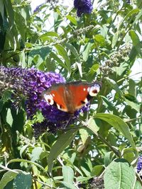 Butterfly on purple flower