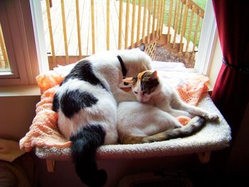 Cats grooming in window
