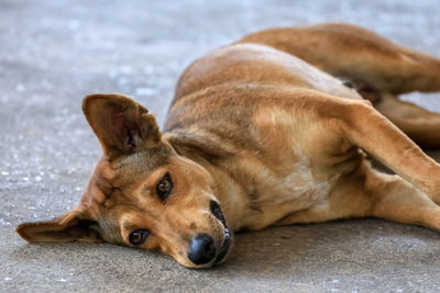 Close-up portrait of dog resting