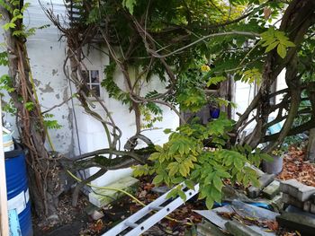 Plants growing outside building