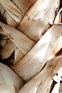 Close up of a palm tree