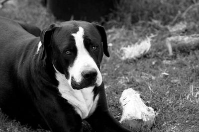 Close-up portrait of a dog