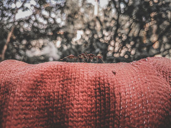 Close-up of warm clothing against bare tree