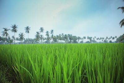 Scenic view of wheat field against sky