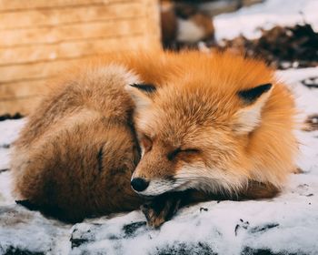 View of a sleeping cat