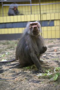 Close-up of monkey sitting outdoors