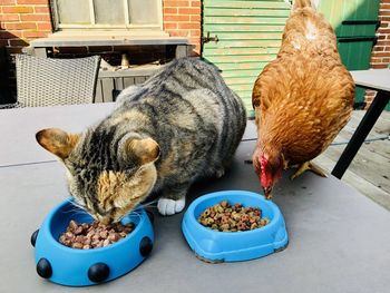 High angle view of cat eating food