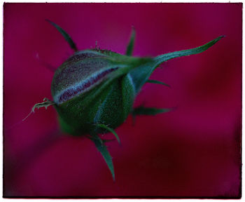 Close-up of butterfly on red leaf