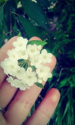 Cropped image of hand holding bouquet