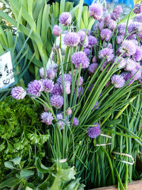 Close up of purple flowers blooming in park