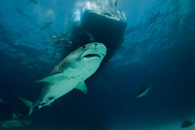 Fish swimming in sea