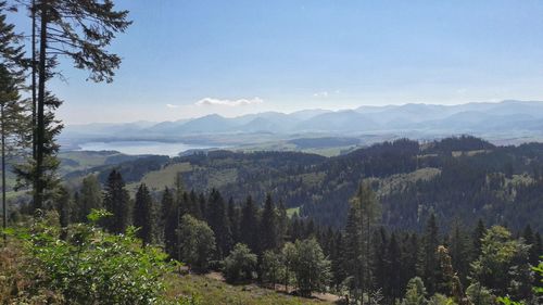 Scenic view of forest and mountains against sky