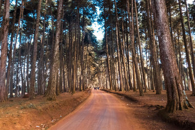 Road amidst trees in forest