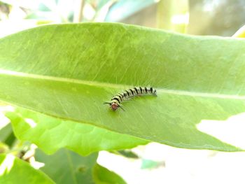 Close-up of insect on leaf