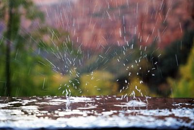 Close-up of water drops on plants during rainy season