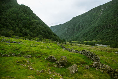 A beautiful green mountain valley near rosendal in norway. autumn landscape.