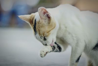 Close-up of cat licking limb on street