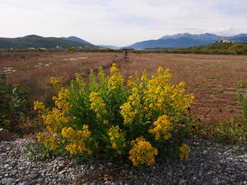 Yellow flowering plants on field against sky