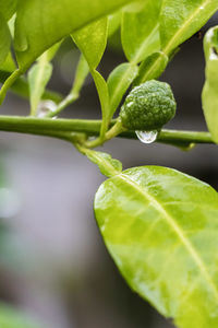 Close-up of water drops on plant