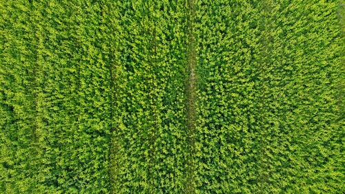 Full frame shot of green field