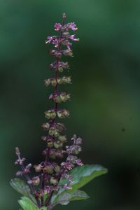 Close-up of purple flowering plant