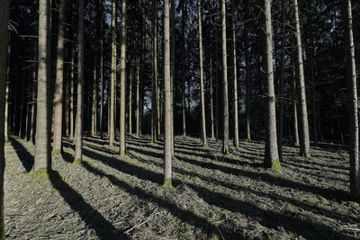 View of trees in forest