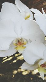 Close-up of yellow flower blooming outdoors