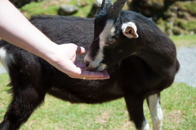 Close-up of hand holding rabbit eating grass