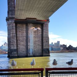 Birds flying over buildings