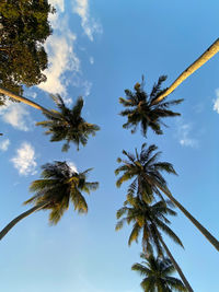 Low angle view of coconut palm tree against blue sky