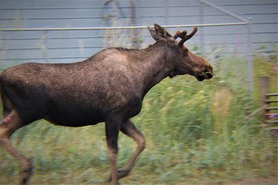 Startled moose trotting