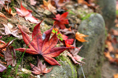 High angle view of maple leaves on street