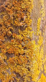 Full frame shot of yellow autumn leaf