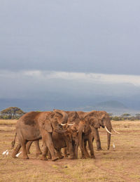 Elephants on field against sky