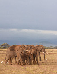 Elephants on field against sky