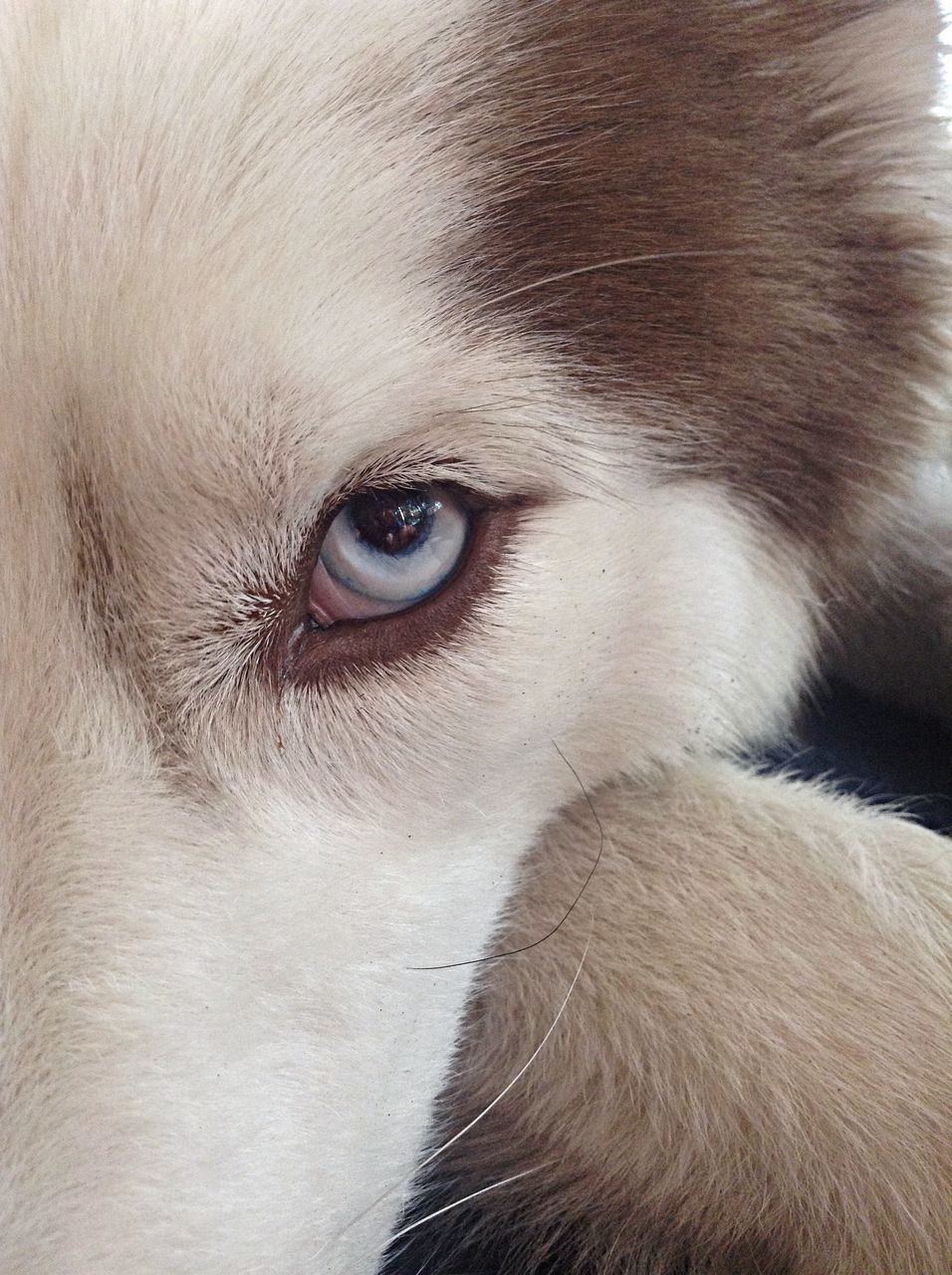 domestic animals, one animal, pets, animal themes, mammal, dog, close-up, part of, animal head, animal body part, indoors, portrait, looking at camera, animal hair, animal eye, cropped