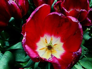 Close-up of red flowers