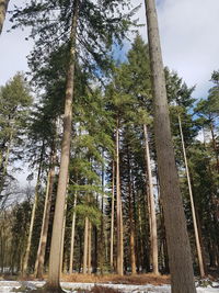 Low angle view of trees in forest