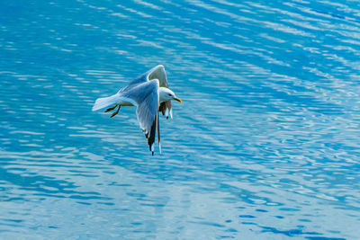 Seagull flying over sea