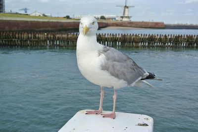 Close-up of seagull perching on sea