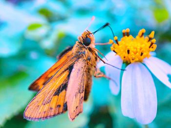 Close-up of butterfly pollinating on flower