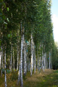 Trees in forest