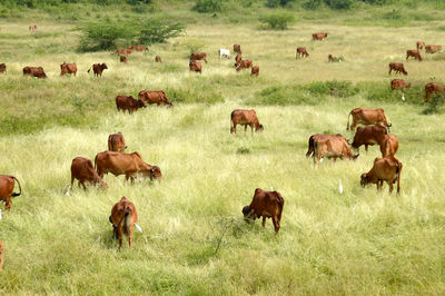 Flock of sheep on field