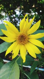 Close-up of yellow flower blooming outdoors