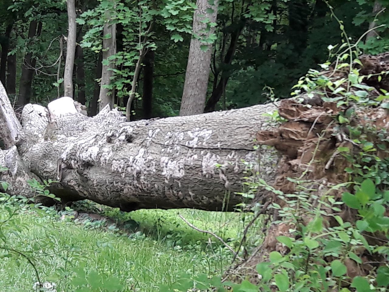 CLOSE-UP OF LOG IN FOREST