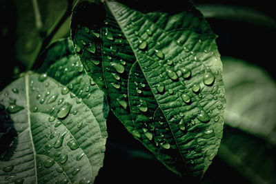 Close-up of raindrops on leaves