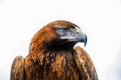 Close-up of a bird against white background