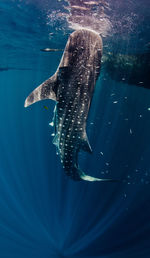 Close-up of whale shark eating fish in sea