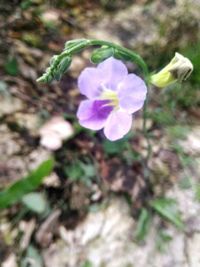 Close-up of purple flowers