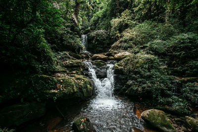 Scenic view of waterfall in forest